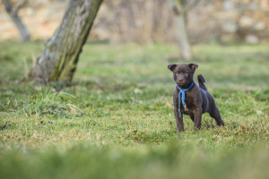 Alfons